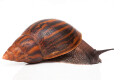 Achatina achatina achatina Ghana typ 2a adult import